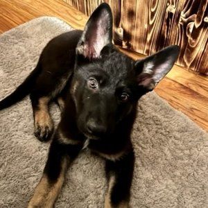 Meet your Posher, Sasha